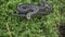 Beautiful  Common European Adder Vipera berus on green moss