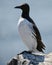 Beautiful Common Guillemot on cliff face on bright Spring day