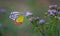 A beautiful Common Jezebel butterfly Delias eucharis is seated on Lantana flowers, a close-up side view of colorful wings