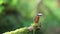 Beautiful common kingfisher Alcedo atthis with a big fish in its beak sitting on a perch above the stream