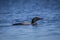 Beautiful common loon swims in cold pond of Minnesota in spring