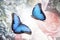 Beautiful common morpho butterflies on flowers