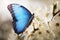 Beautiful common morpho butterfly on blossoming tree branch, closeup