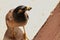 Beautiful  common myna on the top of a building cantilever food in her mouth