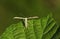 A beautiful Common Plume Moth Emmelina monodactyla perching on a leaf.