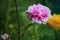 Beautiful common purslane flower in fresh garden