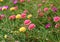 Beautiful common purslane flower in fresh garden