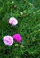 Beautiful common purslane flower in fresh garden