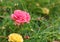 Beautiful common purslane flower in fresh garden