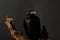 Beautiful common raven perched on wood against dark background