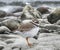 Beautiful common ringed plover