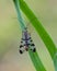 Beautiful Common Scorpionfly sit on grass