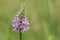 A beautiful Common Spotted Orchid Dactylorhiza fuchsii flower.
