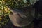 Beautiful common stingray in freshwater river