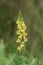A beautiful Common Toadflax Linaria vulgaris wildflower growing in a meadow.