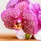 beautiful composition of blooming twig lilac spotty orchid flower, phalaenopsis on wooden background, closeup