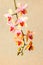 beautiful composition of blooming twig orchid flower, phalaenopsis on beige background, closeup