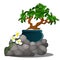 A beautiful composition of grey stones, a miniature potted tree bonsai and fresh spring flowers of daffodils isolated on