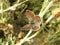 A beautiful composition of a spotted brown moth that is sunbathing on the dry branches of plants.