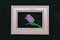 Beautiful composition with spring flowers. Photo frame, violet tulip on black background