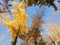 A beautiful composition of tall poplars with green, gold and flying leaves against a blue sky. Autumn photography.