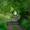 Beautiful compressed landscape image looking along path through lush green forest in Spring sunshine with selective focus