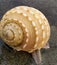 Beautiful conch at the sea Beach of Digha in dian