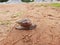 Beautiful Conch Worm Snails Shell Snail Houses Army Line Indian animal moving in a sandy field