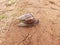 Beautiful Conch Worm Snails Shell Snail Houses Army Line Indian animal moving in a sandy field