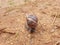 Beautiful Conch Worm Snails Shell Snail Houses Army Line Indian animal moving in a sandy field