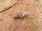 Beautiful Conch Worm Snails Shell Snail Houses Army Line Indian animal moving in a sandy field