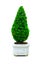 Beautiful Cone dwarf hedges cut green tree in a square white ceramic pot isolated on white background.