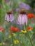 Beautiful Coneflower In Soft Focus Colorful Flower Garden