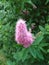 Beautiful conical purple flower and green leaves