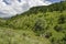 Beautiful coniferous and deciduous  forest, fresh glade with different grass, waterfall and dirt road in Balkan mountain