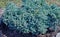 Beautiful coniferous plant juniper scaly blue