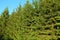 Beautiful coniferous trees green background / texture. Natural green tree wall on blue sky background
