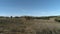 Beautiful coniferous trees with green hills against blue sky and clouds. Shot. View on a hill with futuristic buildings