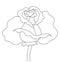 Beautiful contour rose. Suitable for logo, cards, illustrations and more