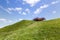 Beautiful contrast landscape green grass blue sky