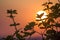 Beautiful contrast picture of clear silhouettes of tree branches