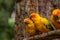 Beautiful conure parrot birds on tree branch and should be pet birds
