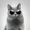 Beautiful cool british hipster cat with vintage round sunglasses in studio