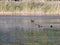 Beautiful coots and moorhens swimming on lake surface