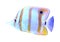 Beautiful copper banded butterfly fish on background