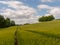 Beautiful copse of trees in barley field, Latimer, Buckinghamshire