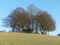 Beautiful copse of trees in the Chiltern Hills, near Latimer, Buckinghamshire