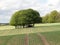 Beautiful copse of trees in green field, Latimer, Buckinghamshire