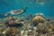 Beautiful coral reef sea turtle underwater Pacific