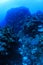 Beautiful coral scenery underwater in the Bougainville reef